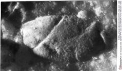 Historisches Foto von Decapoda indet. (NHMW-AFW-GEO-BACHMAYER-FOTO-1990-0041-1489)